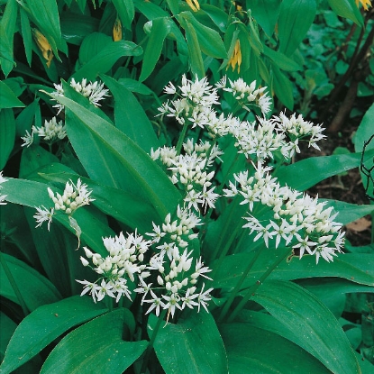 Picture of Herb Ramsons Wild Garlic (Allium Ursinum)